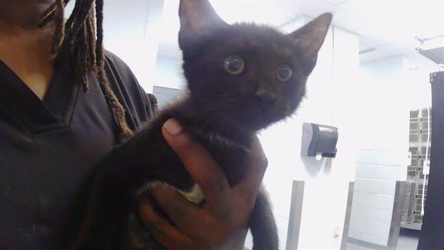 Adoptable Cat
