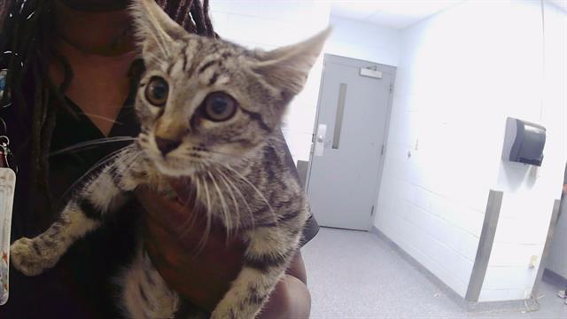 Adoptable Cat