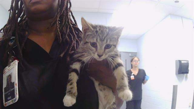 Adoptable Cat