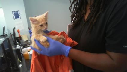 Adoptable Cat
