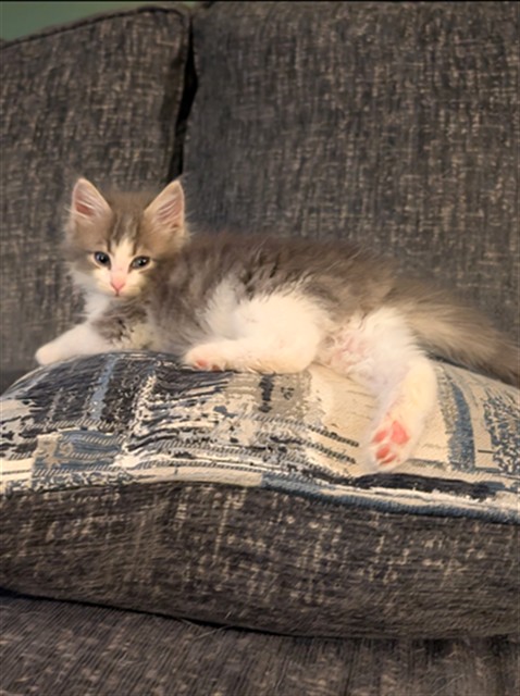 Niccolo Meowchiavelli