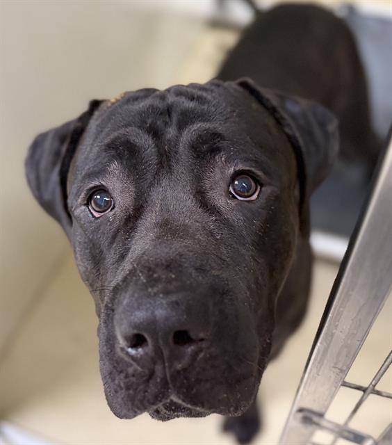 Adoptable Dog