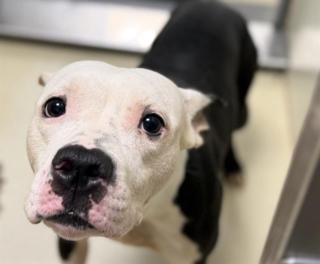 Adoptable Dog