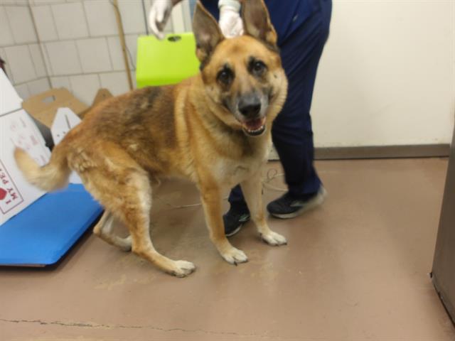 Adoptable Dog