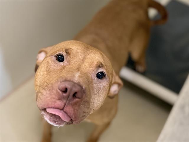 Adoptable Dog