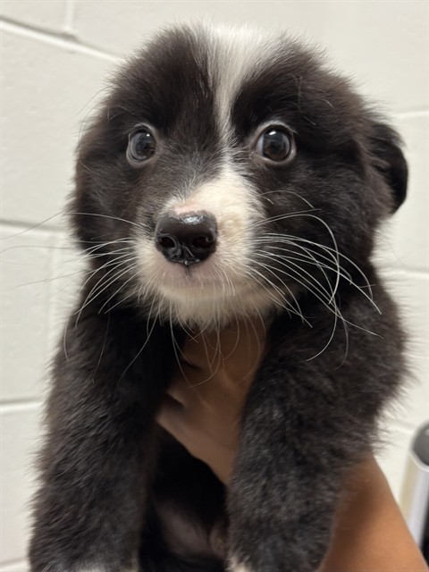 *Oreo