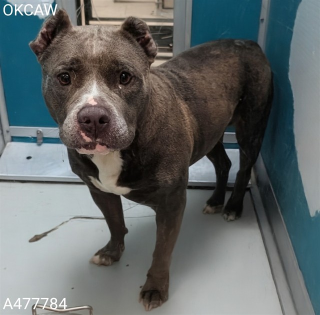 Adoptable Dog