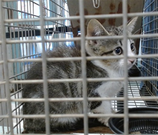 Adoptable Cat
