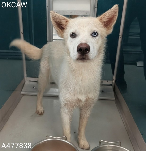 Adoptable Dog