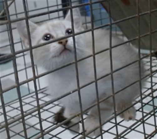 Adoptable Cat