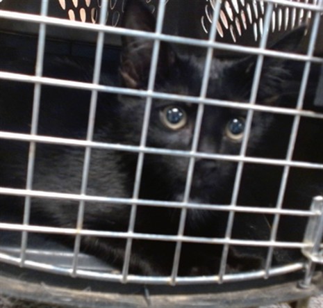 Adoptable Cat