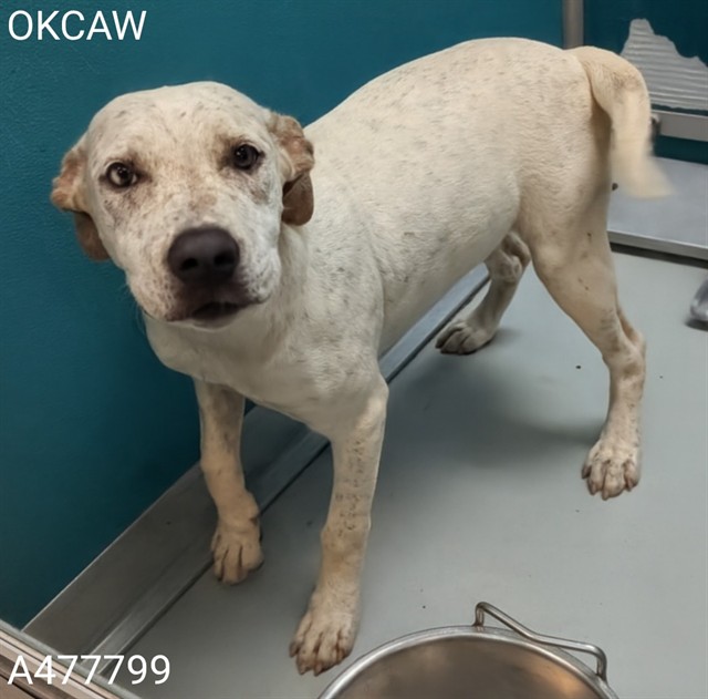 Adoptable Dog