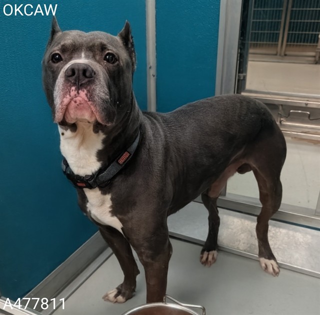 Adoptable Dog