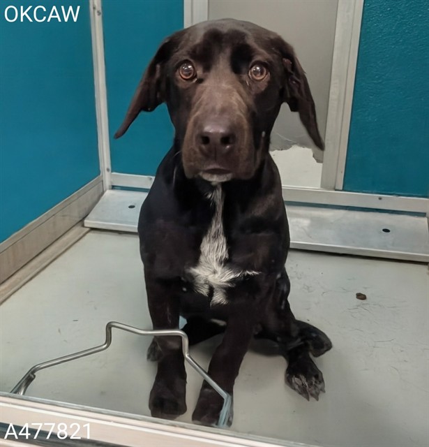 Adoptable Dog