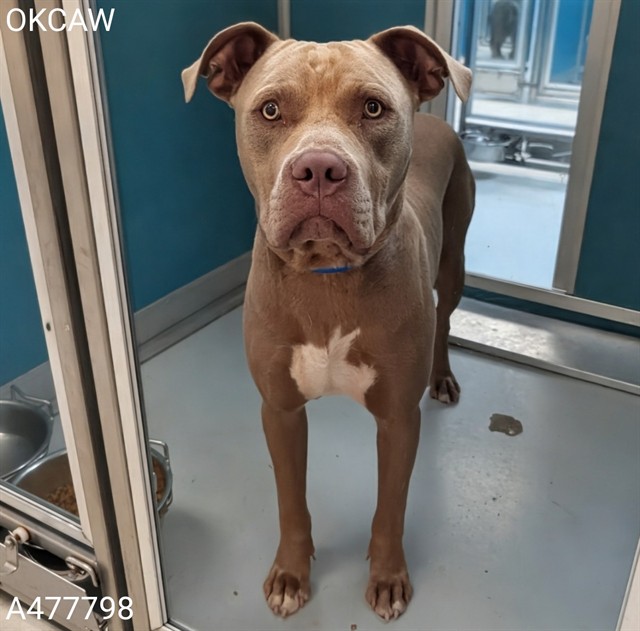 Adoptable Dog