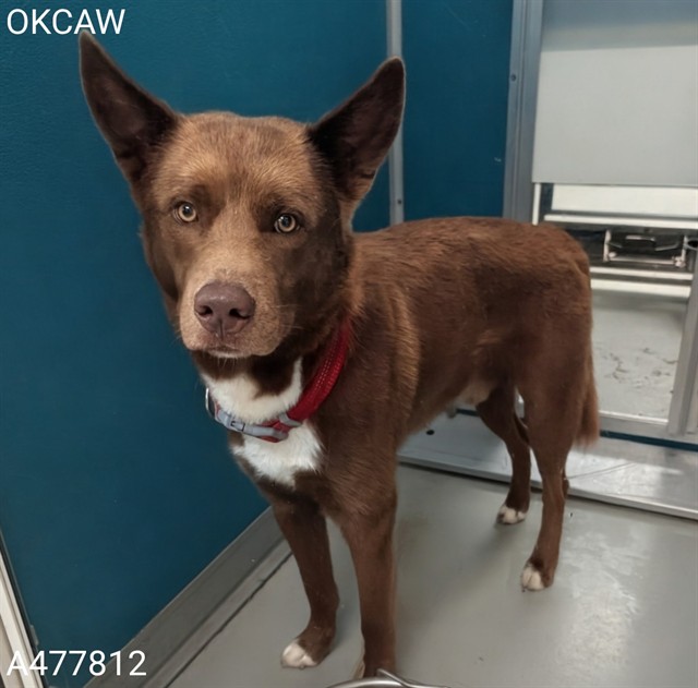 Adoptable Dog