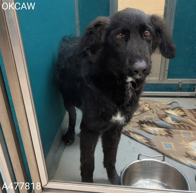 Adoptable Dog