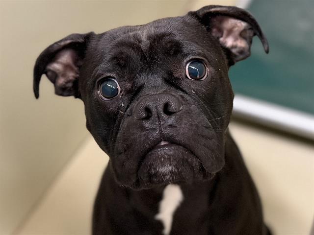 Drako