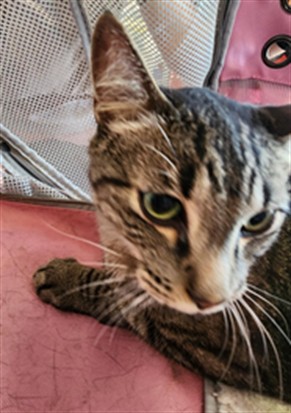 Adoptable Cat