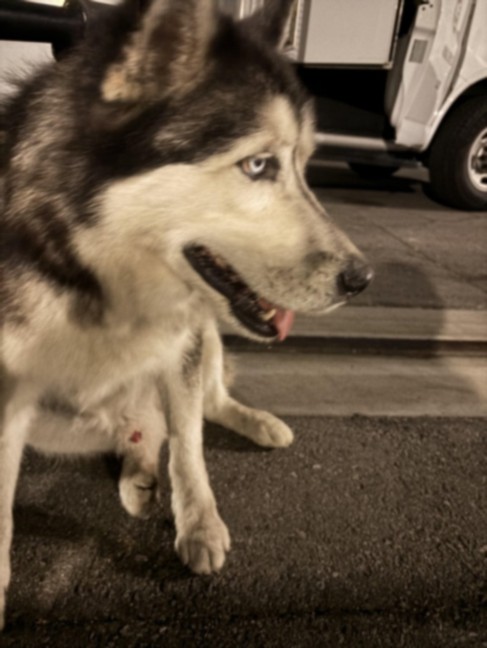 Chico