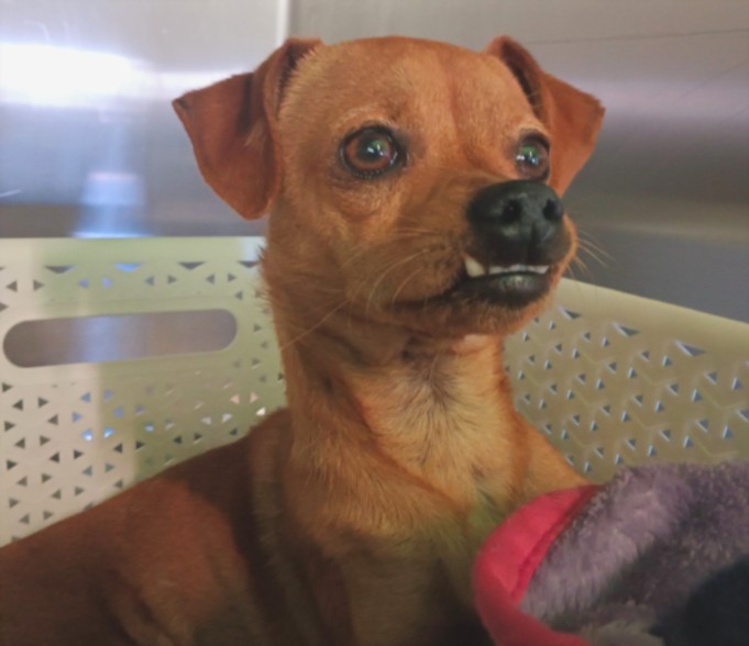 Adoptable Dog