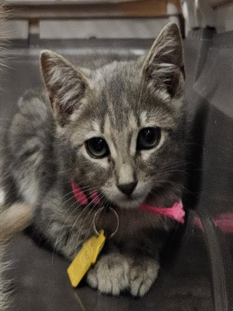 Maggie