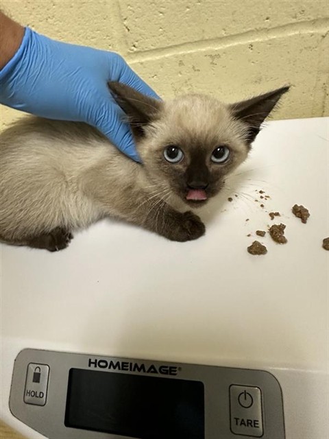 Adoptable Cat