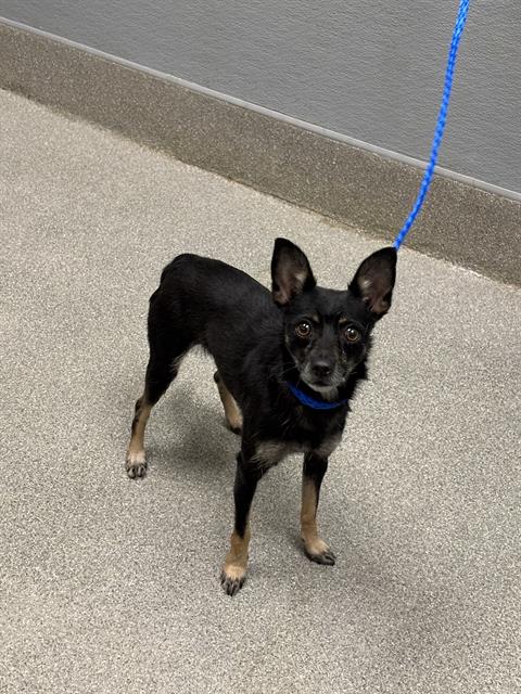 Adoptable Dog