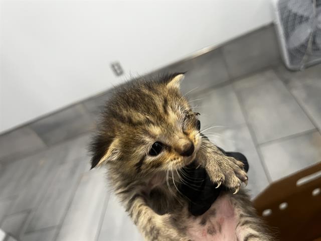 Adoptable Cat