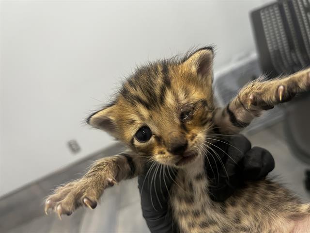 Adoptable Cat