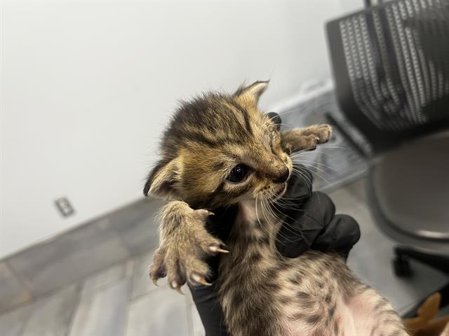 Adoptable Cat