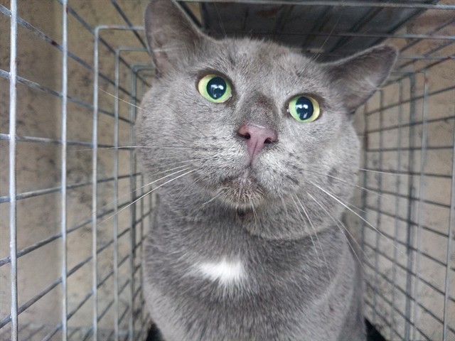 Adoptable Cat