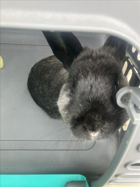 Thumper
