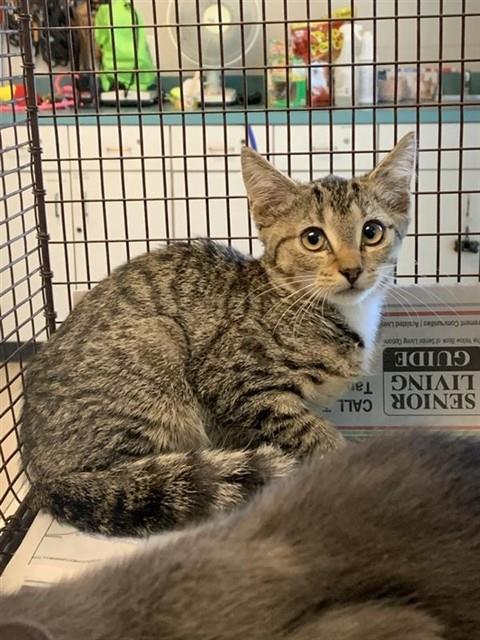 Adoptable Cat