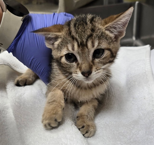 Adoptable Cat