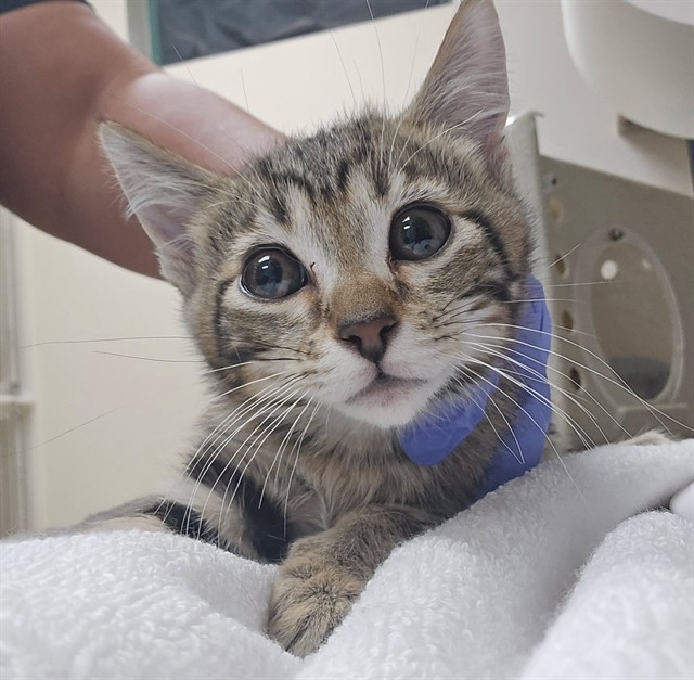 Adoptable Cat