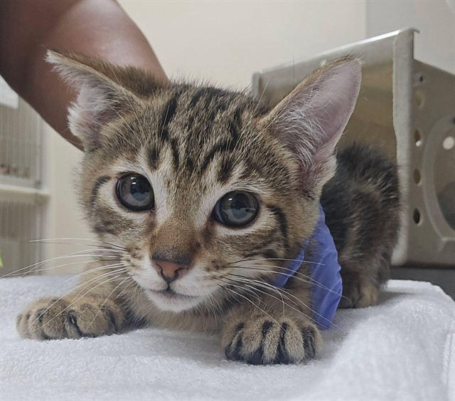 Adoptable Cat