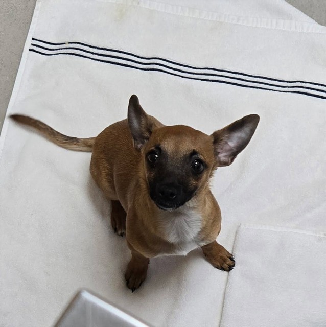 Adoptable Dog