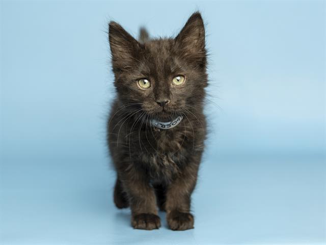 Nyx