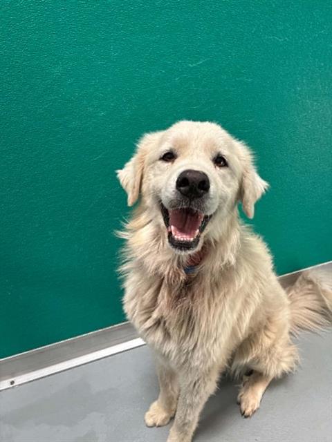 Adoptable Dog