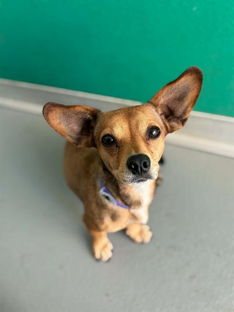 Adoptable Dog
