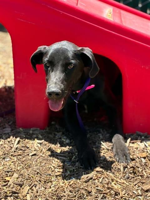 Adoptable Dog