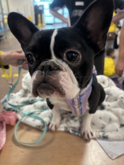 Fancy Girl