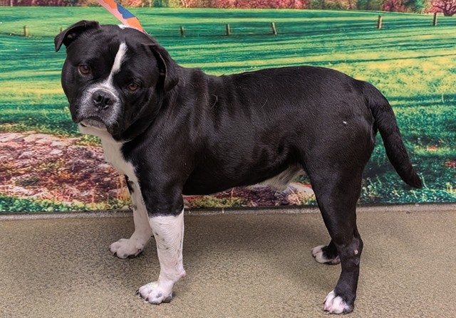 Adoptable Dog