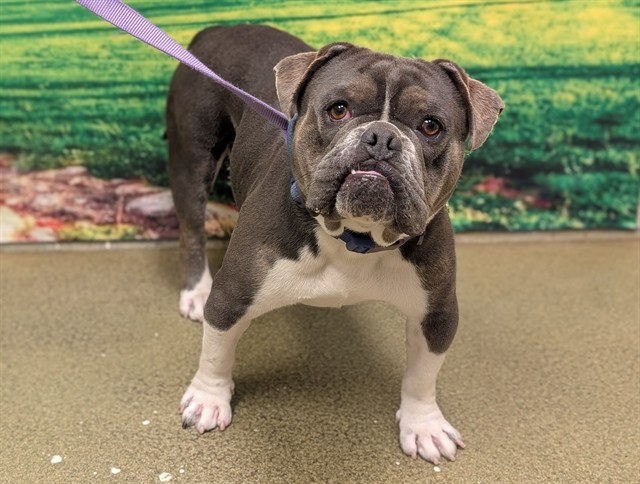 Adoptable Dog
