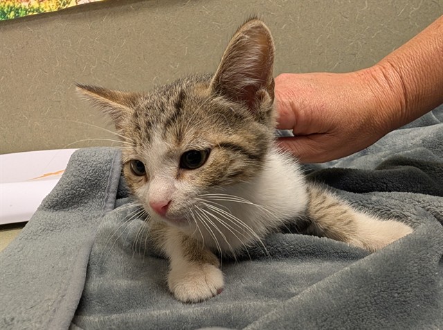 Adoptable Cat