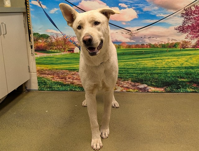 Adoptable Dog
