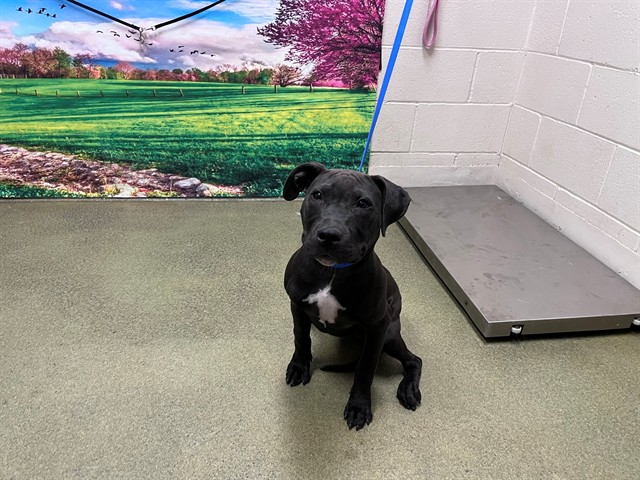 Adoptable Dog
