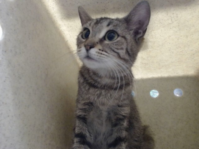Adoptable Cat
