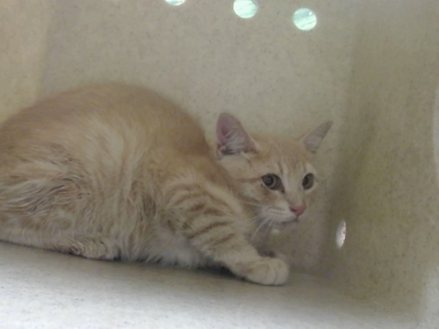 Adoptable Cat